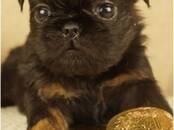 Собаки, щенки Бельгийский гриффон, Фото