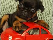 Собаки, щенки Бельгийский гриффон, Фото