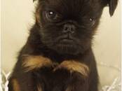 Собаки, щенки Бельгийский гриффон, Фото