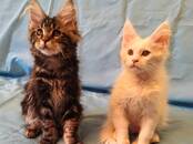 Кошки, котята Мэйн-кун, Фото