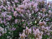 Дома, хозяйства,  Брянская область Брянск, Фото