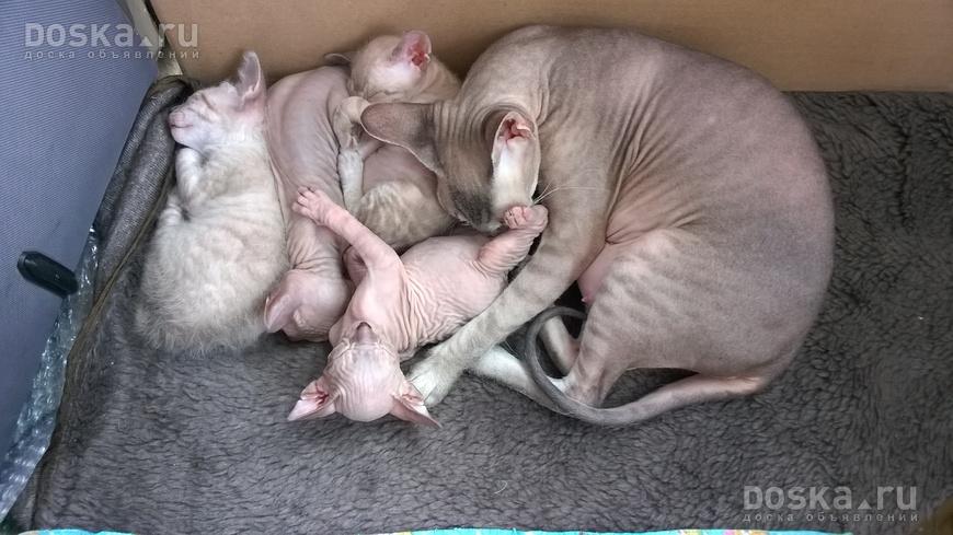 котята донской сфинкс фото