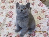 Кошки, котята Британская короткошерстная, цена 15 000 рублей, Фото