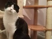 Кошки, котята Шотландская вислоухая, цена 15 000 рублей, Фото