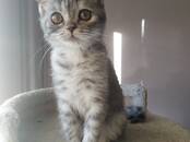 Кошки, котята Шотландская вислоухая, цена 15 000 рублей, Фото