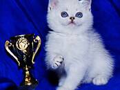 Кошки, котята Британская короткошерстная, цена 75 000 рублей, Фото
