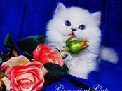 Кошки, котята Британская короткошерстная, цена 55 000 рублей, Фото