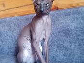 Кошки, котята Донской сфинкс, цена 2 000 рублей, Фото