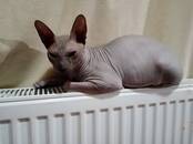 Кошки, котята Донской сфинкс, цена 2 000 рублей, Фото