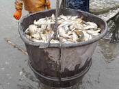 Рыбное хозяйство Оборудование для разведения рыбы, цена 30 000 рублей, Фото