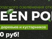 Домашние растения Крупные растения, цена 1 000 рублей, Фото