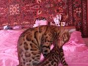 Кошки, котята Бенгальская, цена 20 000 рублей, Фото