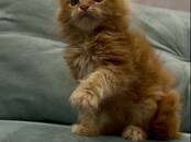 Кошки, котята Мэйн-кун, цена 45 000 рублей, Фото