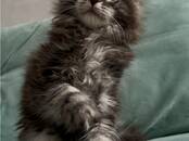 Кошки, котята Мэйн-кун, цена 45 000 рублей, Фото