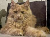 Кошки, котята Мэйн-кун, цена 45 000 рублей, Фото