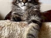 Кошки, котята Мэйн-кун, цена 45 000 рублей, Фото