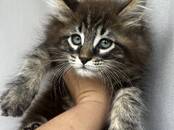 Кошки, котята Мэйн-кун, цена 45 000 рублей, Фото