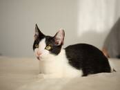 Кошки, котята Разное, Фото