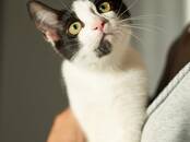 Кошки, котята Разное, Фото