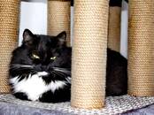 Кошки, котята Сибирская, Фото