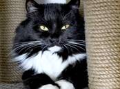 Кошки, котята Сибирская, Фото