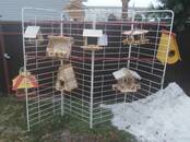 Животные Разное, Фото