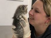 Ветеринария Ветеринары и ветеринарные клиники, Фото