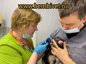 Ветеринария Ветеринары и ветеринарные клиники, Фото