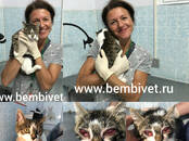 Ветеринария Ветеринары и ветеринарные клиники, Фото