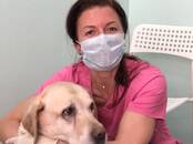 Ветеринария Ветеринары и ветеринарные клиники, Фото