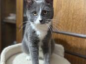 Кошки, котята Восточная короткошерстная, Фото