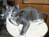 Кошки, котята Восточная короткошерстная, Фото