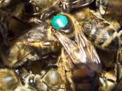 Аренда транспорта Грузовые авто, Фото