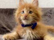 Кошки, котята Мэйн-кун, Фото