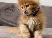 Кошки, котята Мэйн-кун, Фото