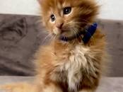 Кошки, котята Мэйн-кун, Фото