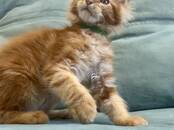 Кошки, котята Мэйн-кун, Фото