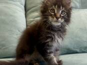 Кошки, котята Мэйн-кун, Фото