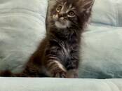 Кошки, котята Мэйн-кун, Фото