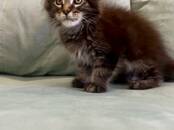 Кошки, котята Мэйн-кун, Фото