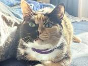 Кошки, котята Разное, Фото