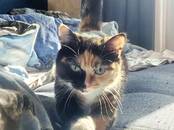 Кошки, котята Разное, Фото