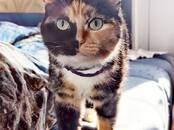 Кошки, котята Разное, Фото