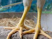 Продовольствие Мясо птицы, Фото