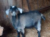 Животноводство,  Сельхоз животные Козы, Фото