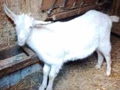 Животноводство,  Сельхоз животные Козы, Фото