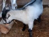 Животноводство,  Сельхоз животные Козы, Фото