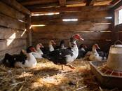 Животноводство,  Сельхоз животные Другое, Фото