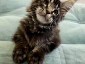 Кошки, котята Мэйн-кун, Фото
