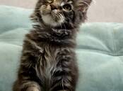 Кошки, котята Мэйн-кун, Фото
